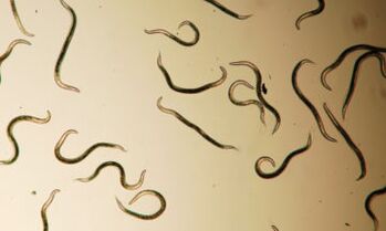 Parasites living in the human body