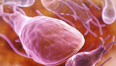 Lamblia in the human body
