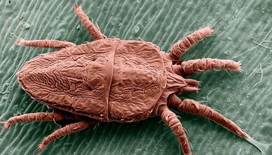 Parasite treatment methods in the body