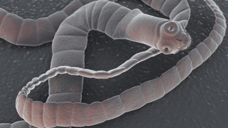 Types of parasites