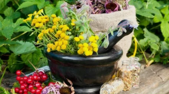 Helmintiasis herbs