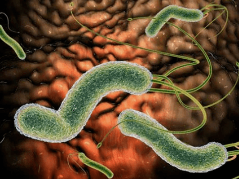 Parasite larvae